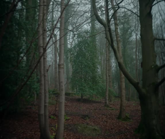 A forest full of barren and fir trees