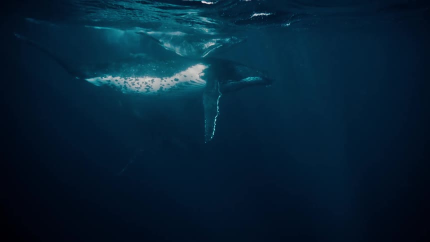 Whales swimming just under the surface of a deep blue ocean