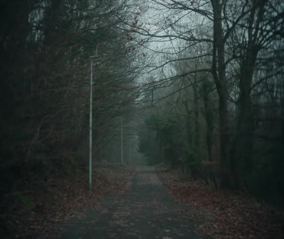 In the middle of the forest theres an empty road covered in leaves