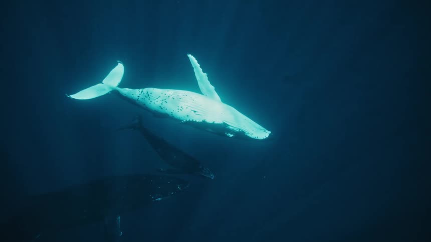 A humpback whale and its calf swim gracefully through the deep blue ocean illuminated by a shaft of sunlight