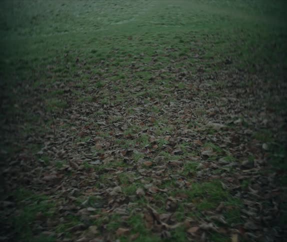 A park with fallen leaves on the ground