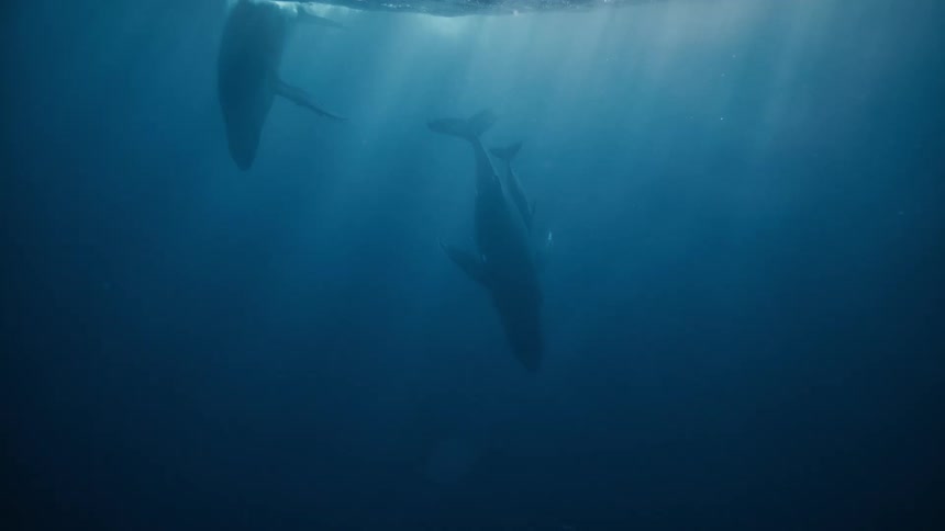 A humpback whale and its calf swimming together in the deep blue ocean illuminated by a shaft of sunlight