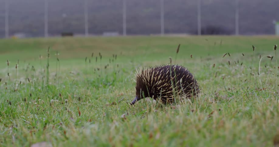 A spiny echidna forages for food in a grassy field