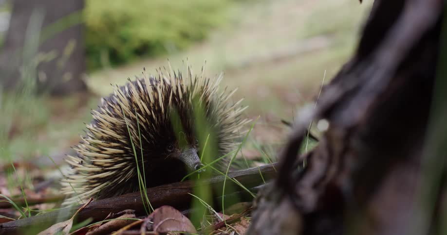 An echidna wanders among some trees
