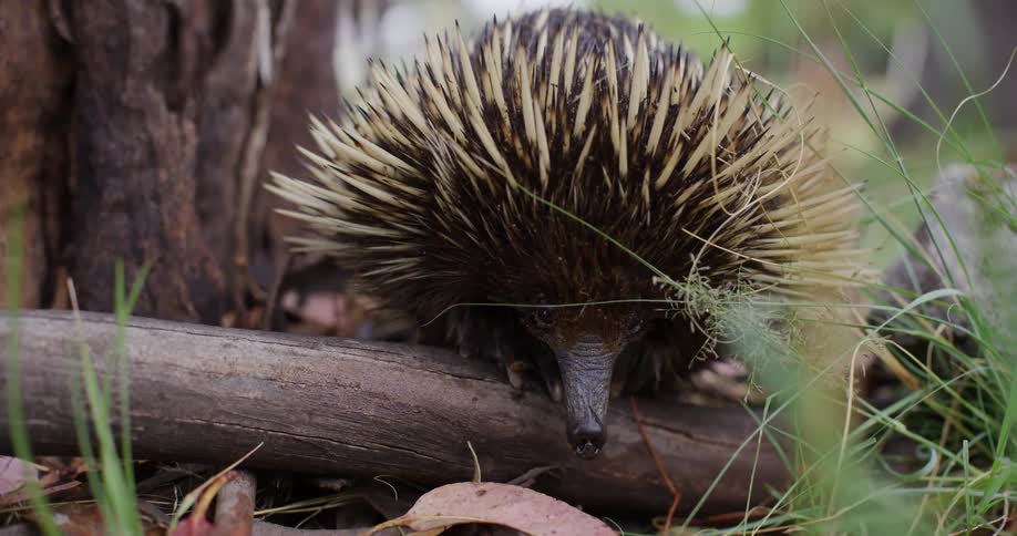 An echidna a spiny anteater with its head lowered as it moves through a grassy area