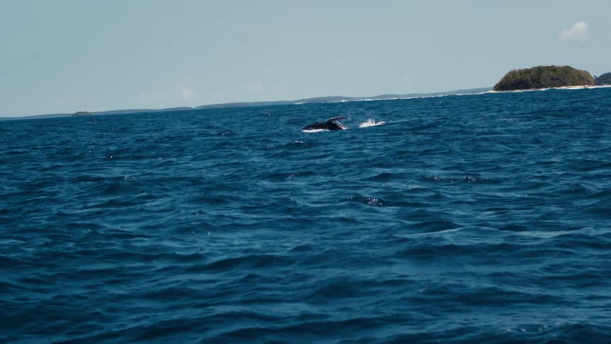 Whale breaching in the ocean on the distance