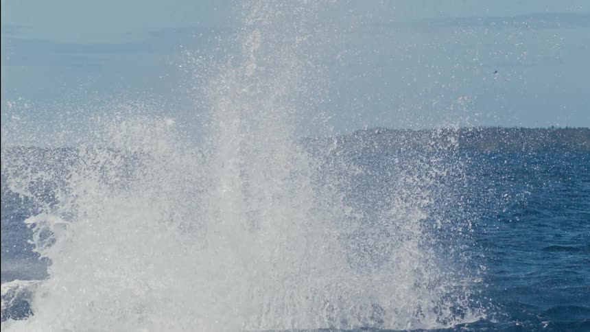A large whale jumps up out of the water