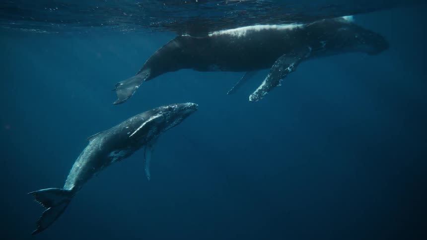 Two whales swimming side by side on the ocean surface