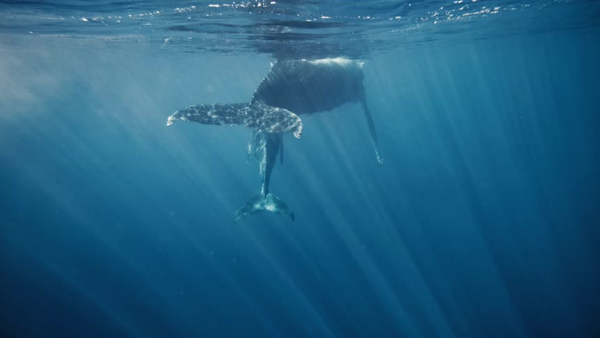 A humpback whale breaches the surface of the ocean its massive body arcing through the air before plunging back into the depths