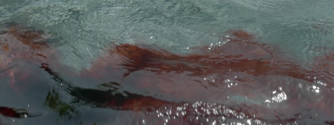 Blood pools in clear water