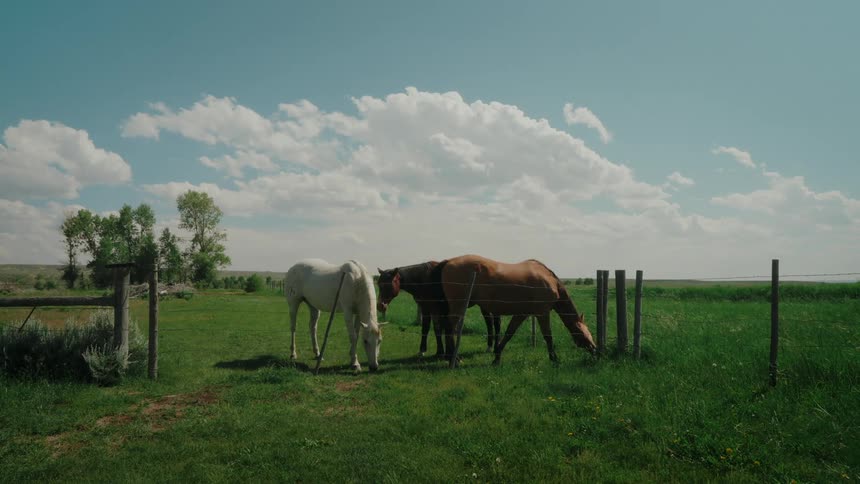 A white horse grazes next to two brown horses on farmland on a partly sunny day