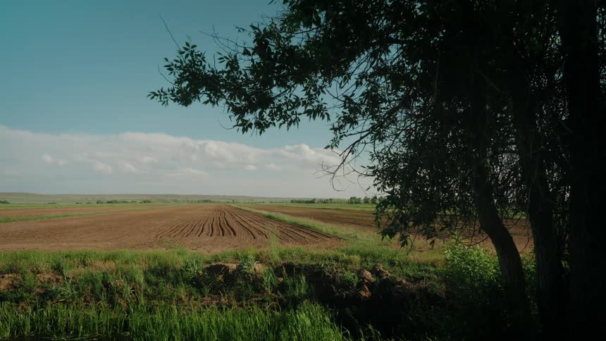 Tree overlooking farmland in a rural area