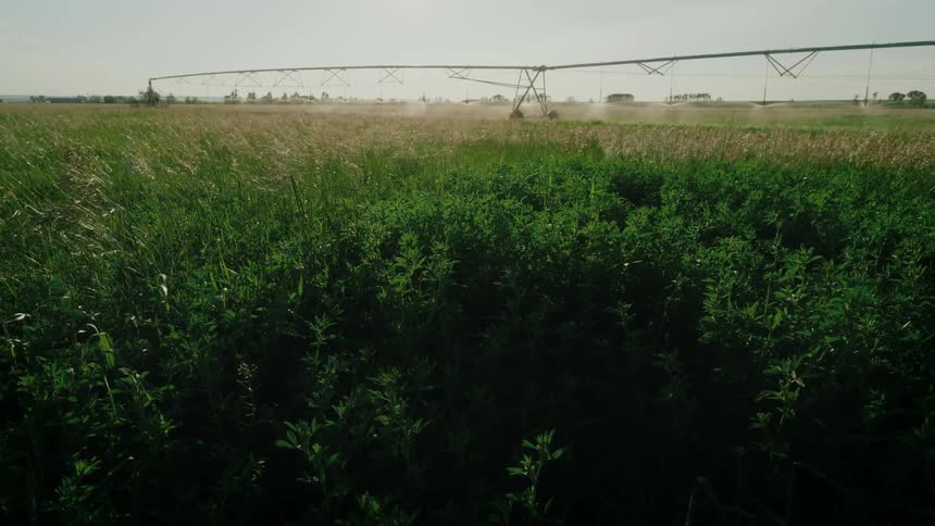 Agricultural field with a machine spraying insecticide