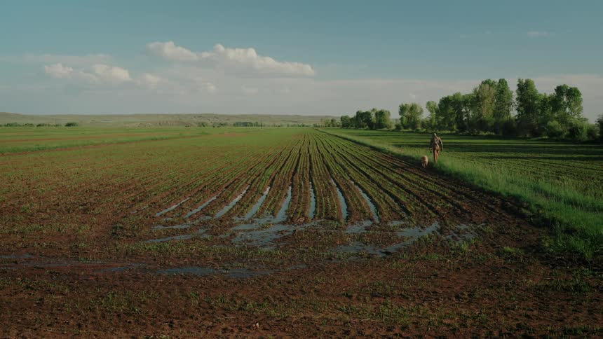 A rancher walks at the edge of a field with rows of crops while a dog plays in a muddy puddle