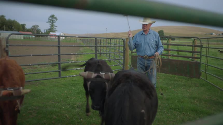 Cowboy man in hat herding cows on a ranch