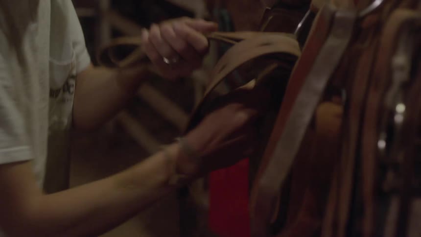 Hands of a woman putting a leather belt on an animal