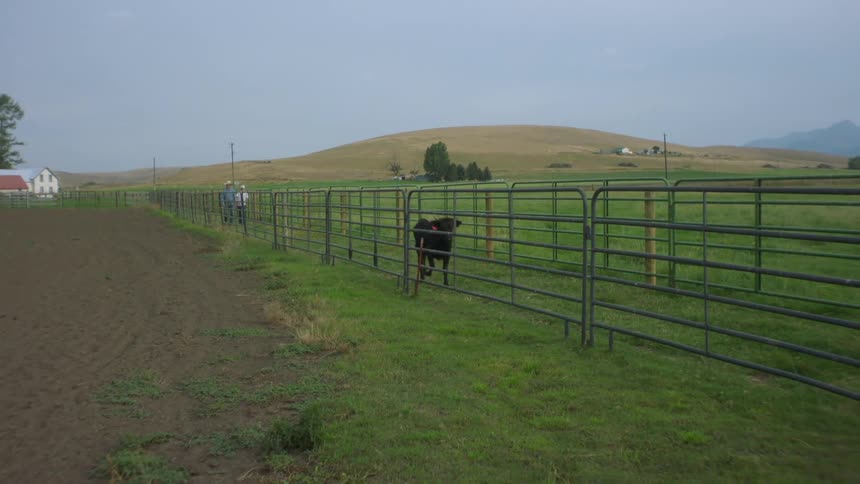 A calf runs through the gated area on the farm