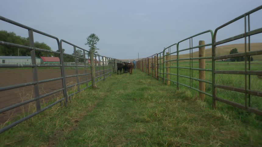 A group of cattle walk down a narrow pathway between pastures separated by fencing