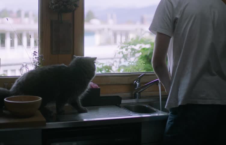 Gray cat on top of sink next to person washing dishes