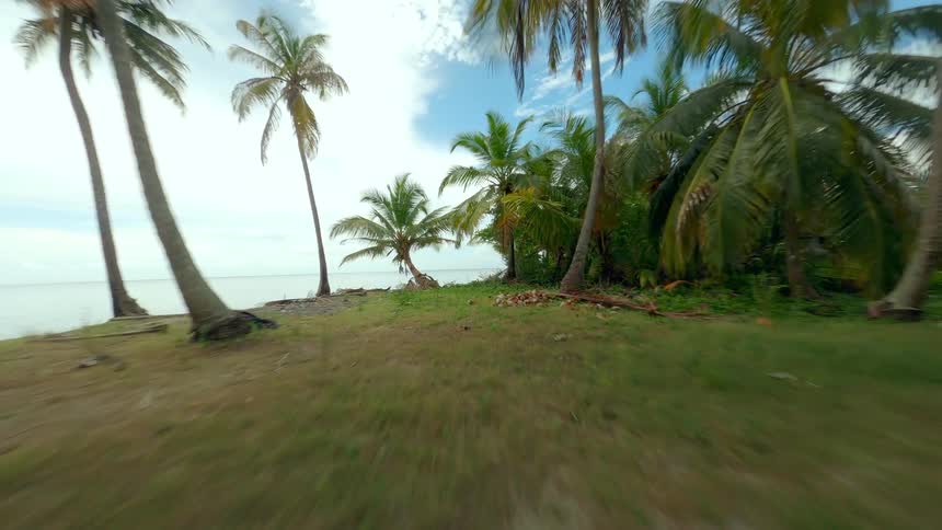 Landscape of a tropical garden with palm trees by the sea