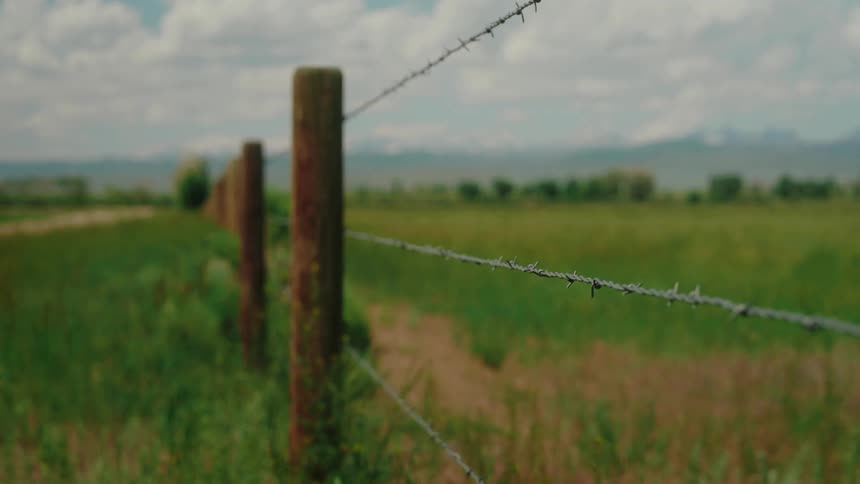Wind moves plants near a barbed wire country fence