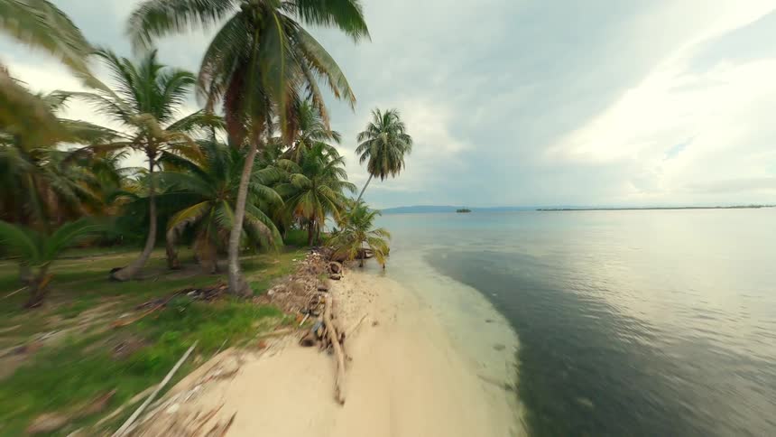 Palm trees overlook the coast as waves roll into shore and over the beach