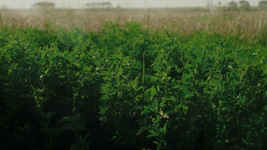 Plants on a rural farm move in the wind