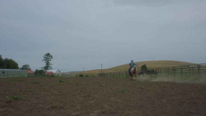 A cowboy riding a horse chases a calf with a lasso in a corral on the ranch