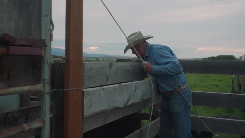 Older rancher pats bull and lets it move along a chute on a misty summer day