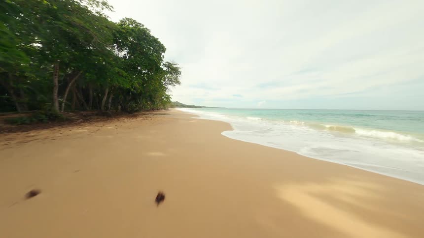 Drone view of tropical trees overlooking the beach along the coast as waves roll into shore