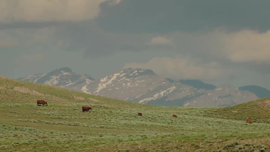 A small herd of cattle grazes on a vast green plain with a snowcapped mountain range in the distance
