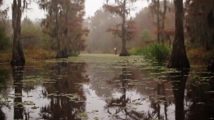 View of a swampy marsh