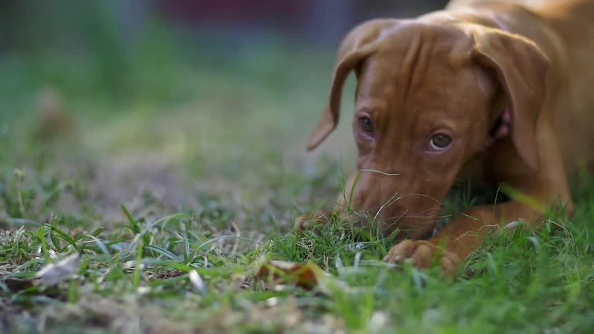 A brown dog chews on grass