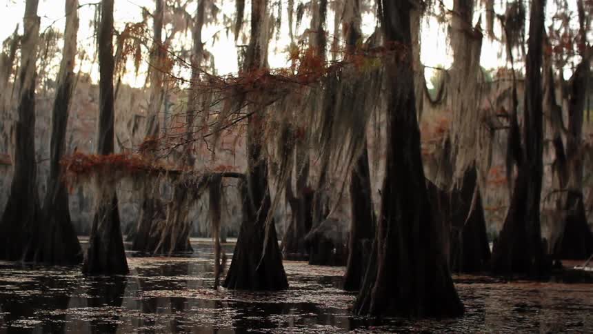 Moss hangs from trees in a swamp