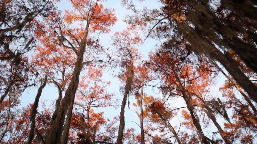 A forest of trees with orange leaves