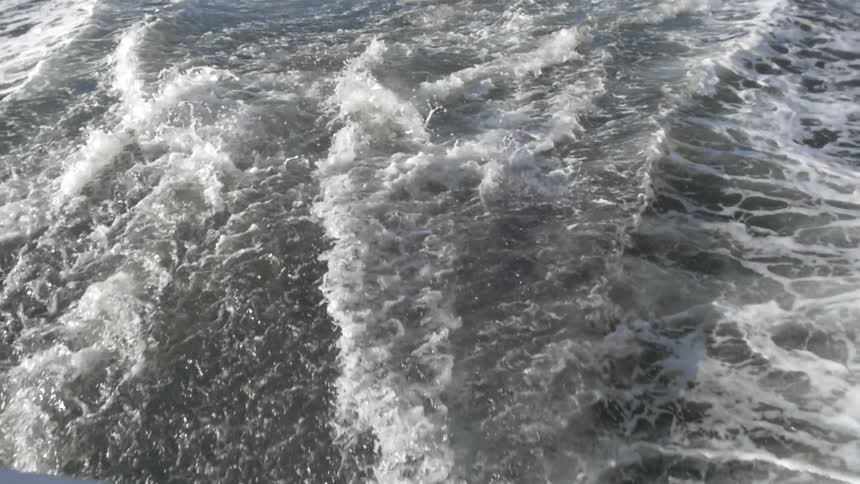 Dolphins jump in the wake of a boat