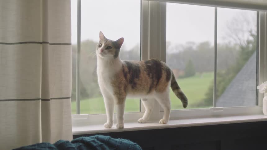 A calico cat stands tall on a windowsill gazing out at the scenery beyond