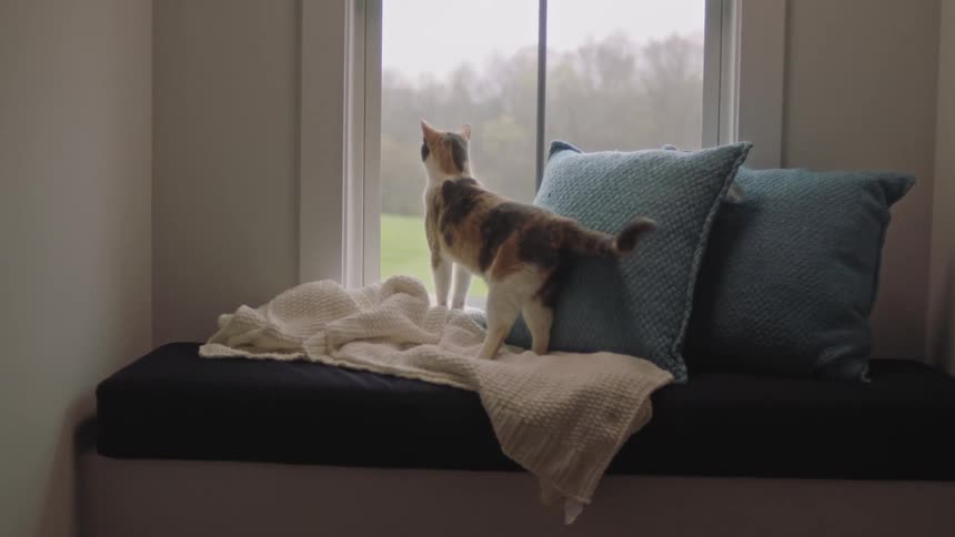 Indoor cat looking out window from a cushioned windowsill