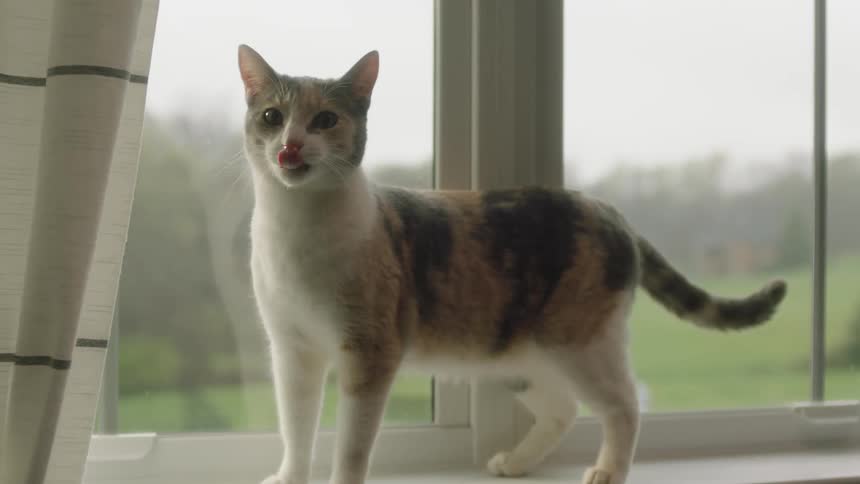 House cat standing on a window sill licking its lips