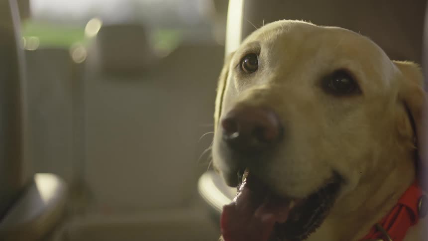 A golden retriever dog sits in a car its head turned towards the window with a friendly expression on its face