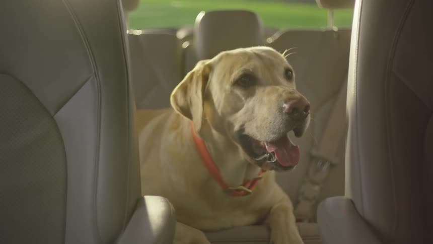 Dog sitting in the back seat of an automobile looking around