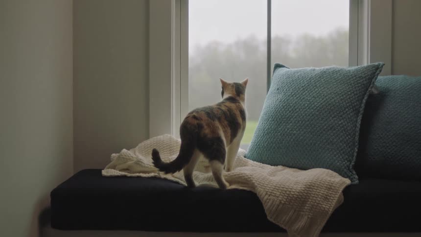 House cat jumps up to the window and looks outside