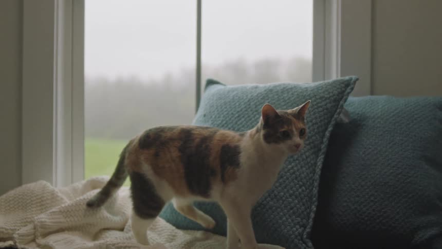 House cat moves away from the window near pillows and looks inside the room