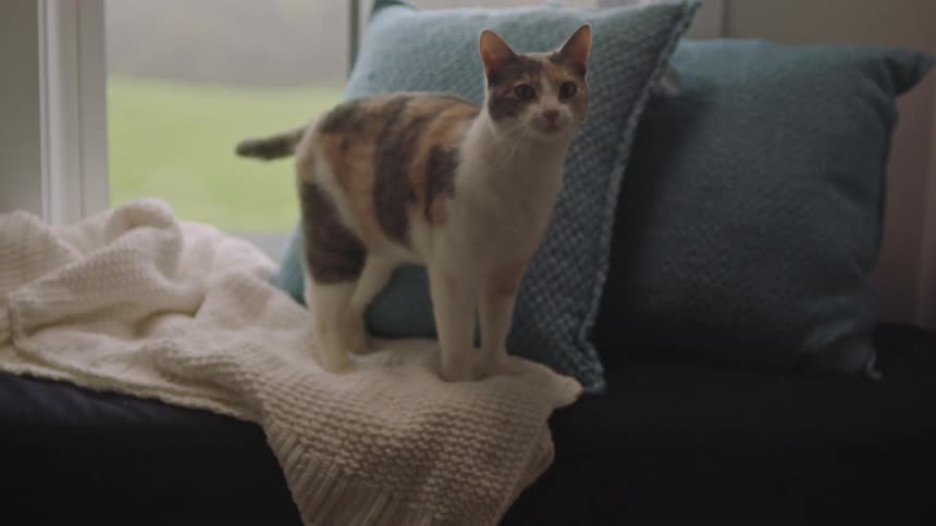 House cat walking on furniture near a window