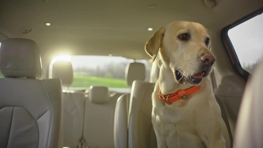 Lightcolored labrador retriever sitting in the backseat of a car looking out the window with a relaxed expression wearing an orange collar