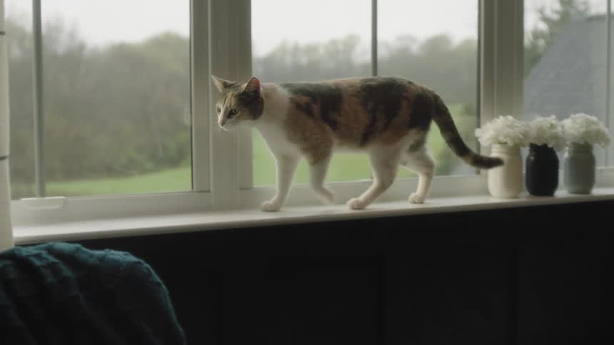 House cat jumps onto a window ledge and looks into the room