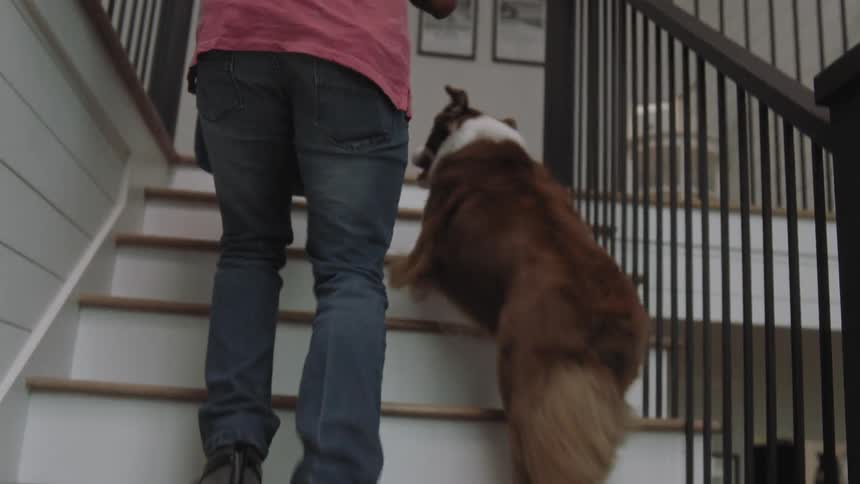 Dog and a person walking up the stairs of a house