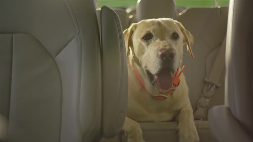 A lightcolored labrador retriever is sitting in the backseat of a car looking out the window with a relaxed expression wearing an orange collar