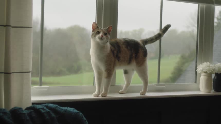 House cat jumps up on the window ledge