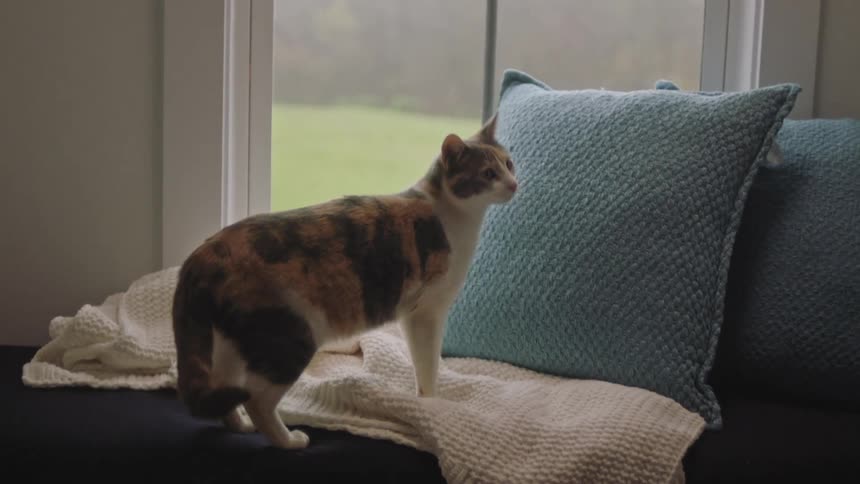 House cat jumps up on a blanket near pillows and looks out the window